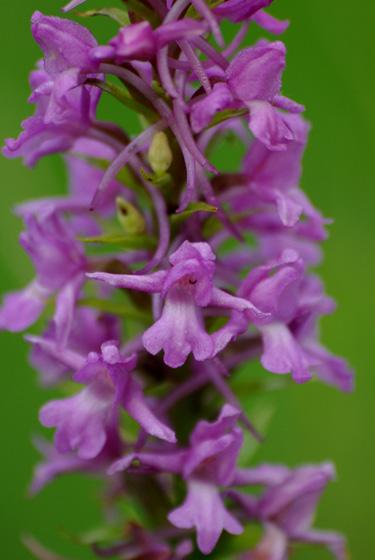 Op die kalkrijke vochtige graslanden groeien zeldzame soorten zoals orchideeën, die er dankzij het natuurbeheer welig groeien.