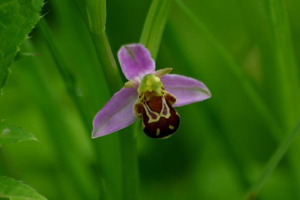 Soort in de kijker Bergnachtorchis (Plantanthera chlorantha) Door zijn slanke, groenwitte uiterlijk valt de bergnachtorchis overdag voor het menselijke oog niet makkelijk op.