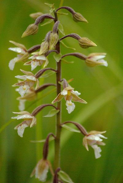 moeraswespenorchis ontdekken. Deze prachtig orchidee breidt zich uit via een wortelstok, waardoor je soms honderden tot duizenden exemplaren op één plek kan aantreffen.