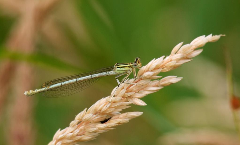 Natuurgebied in de kijker Naam beeld fotograaf rooiing zijn blijven staan. Het gebied ten zuiden van het pad is gevaarlijk vanwege de aanwezigheid van slecht zichtbaar kroonhout in de bodem.