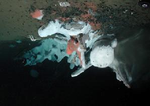 Deep-sea Floor, Craig Smith, 2003