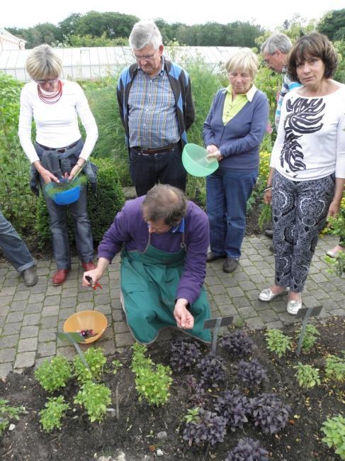 verzameld, er waren verschillende soorten basilicumplantjes die we met veel liefde verwerkt hebben in