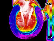 Het instellen van de camera afgestemd op het paard. Hoe maak je betrouwbaar te beoordelen infraroodfoto s. Stralingsleer: geleiding, emissie, transmissie, absorptie, etc.