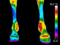 Zadelpasvorm controles & het gebruik van thermografie. Goede level/span instelling? Wel of geen artefact? Hoe herkennen we dit? Hoe herkennen we foutmetingen?