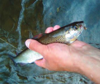 Aangekomen bij de Maas deed ik vlug mijn waadpak aan, nam mijn tweehandige hengel mee met een vrij grote blauwwitte Bucktail streamer eraan.