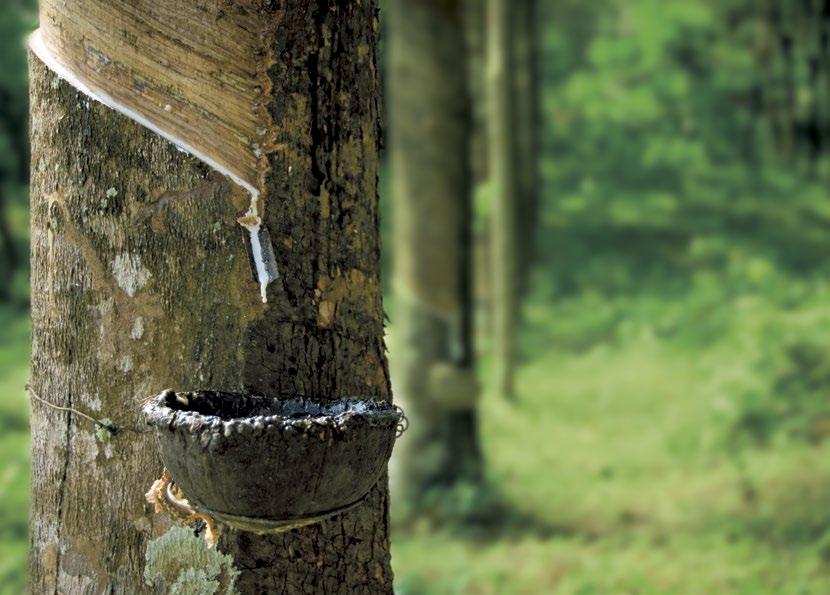 NATUURRUBBER HOOFDKUSSEN 100% PUUR NATUUR