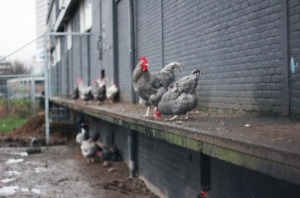 Die willen tegenwoordig gezonder eten en willen graag bewust zijn van waar hun eten precies vandaan komt, UJES speelt perfect in op deze trend.