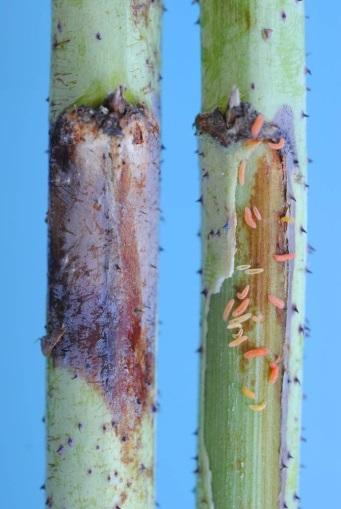 Figuur 3 a, b, c: Frambozenschorsgalmug (a); Eileg en larven in beschadigingen in de scheut (b, c) Figuur 4