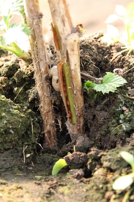 Volgroeide larven van de schorsgalmug laten ze zich op de grond vallen en graven zich in om te verpoppen. Deze verpopping vindt plaats in de bovenste centimeters van de grond.