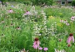 Prairiebeplanting