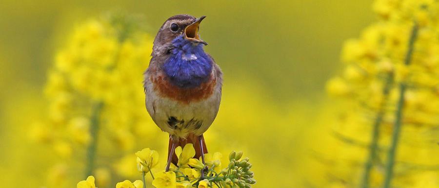 Aan de hoge kant van de breuk (horst) leidt het wijstverschijnsel tot kwelrijke, drassige gronden met hogere grondwaterstanden dan aan de lage kant (slenk) van de breuk.