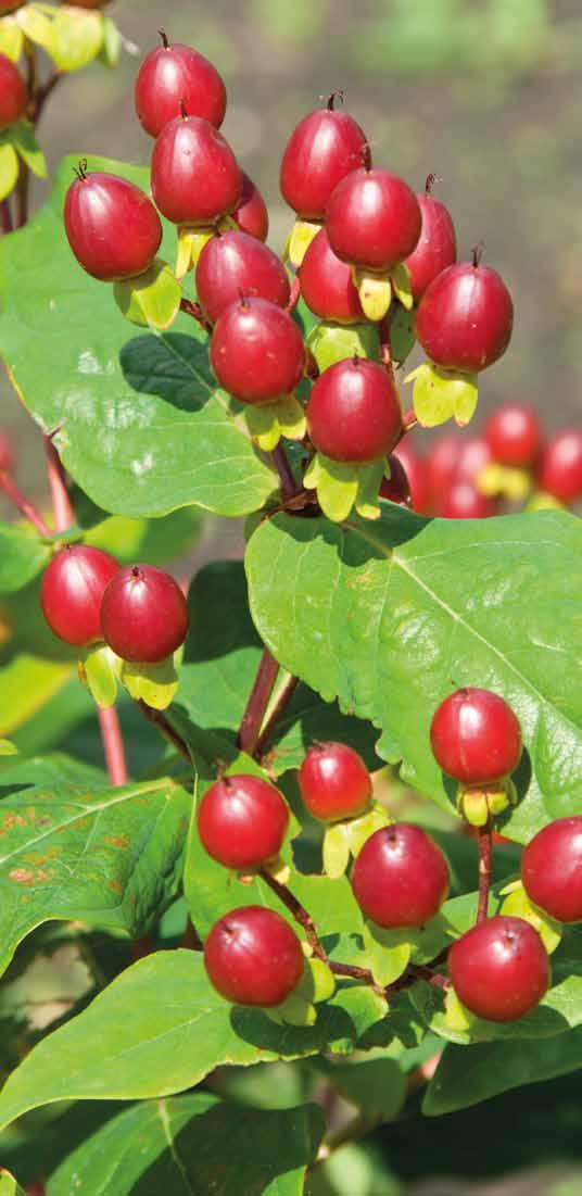 ACHTERGROND Het mag duidelijk zijn dat Hypericum veelzijdig is soorten. H. kouytchense is een bossige, breed opgaand groeiende struik tot ruim 1 m. De bladeren zijn donkergroen en de bloemen goudgeel.