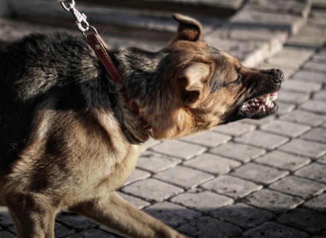 Mijn hond valt uit naar honden op straat Training Via de Behavior Adjustment Training van Grisha Stewart leer je de hond andere keuzes te maken in reactie op een prikkel.