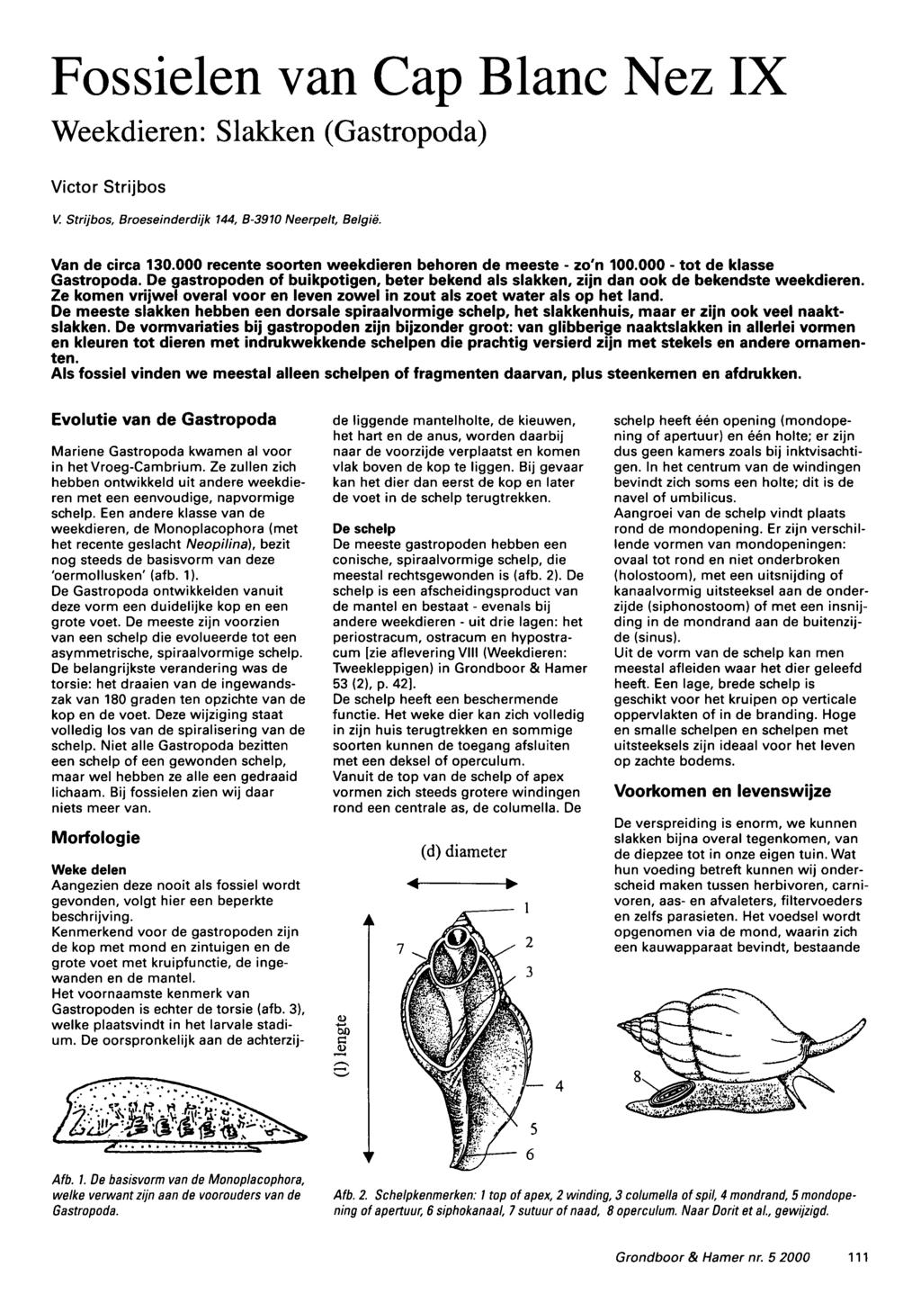 Fossielen van Cap Blanc Nez IX Weekdieren: Slakken (Gastropoda) Victor Strijbos V. Strijbos, Broeseinderdijk 144, B-3910 Neerpelt, België. Van de circa 130.
