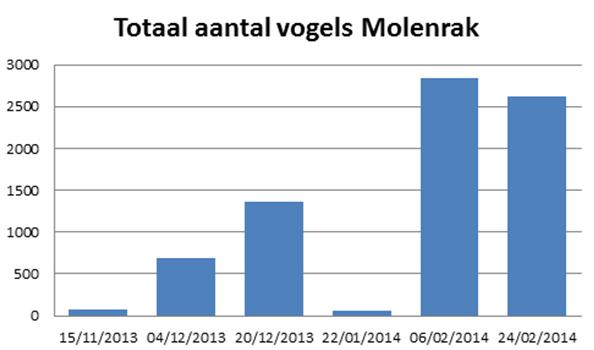 Totaal aantal vogels (links) en procentuele verdeling per vogelsoort (rechts) op de mosselbroedbank gelegen in Molenrak in de winter 2013/2014.