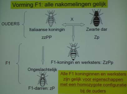 Kruisingsteelt is mogelijk in een groot bedrijf dat een paar grote reinteeltgebieden onder zijn beheer heeft.