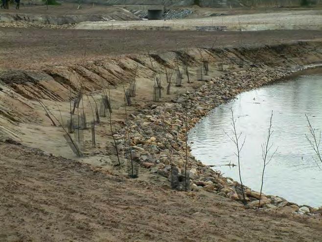 Afgespoelde rietrizomen op het geërodeerde zand in het