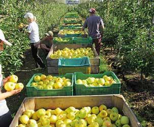 De afdeling groenten en fruit versterken Groenten en fruit bieden retailers nagenoeg eindeloze mogelijkheden om zich te onderscheiden van hun concurrenten, hun productaanbod aantrekkelijker te maken