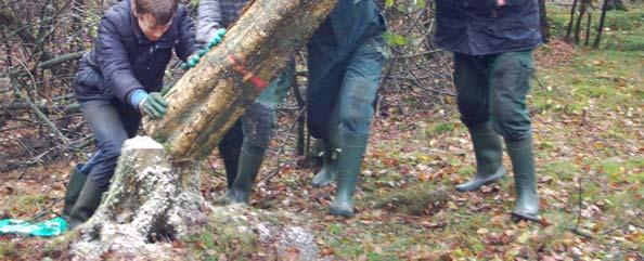 afgezet. Eiken en elzen staan er vooral. Ze moeten weg. Meidoorns groeien ook in deze mooie houtwal, ze mogen blijven staan. De kleinere takken worden in het bos op rillen gegooid.