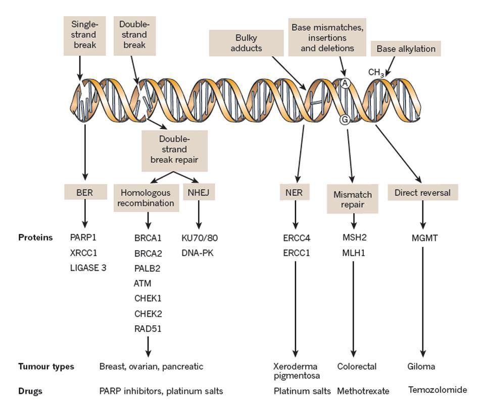 DNA damage recognition and inherited cancer susceptibility DNA damage