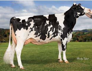 Grand Champion Swiss Expo 16 Sold as