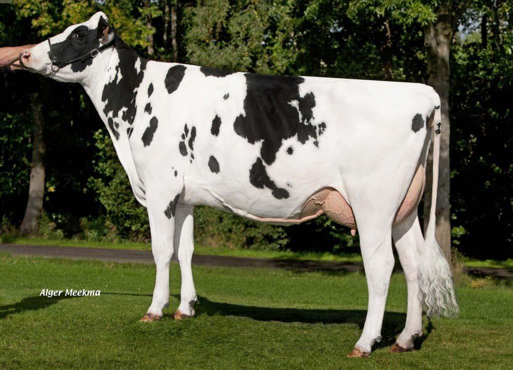 07. RHALA EX LYVIA Reg.no. NL 687717972 D.O.B. 03.03.2017 HH. HH2, HH3 Rhala Holsteins & Excellent - Tel. +31 (0)6 51005715 - Email. excellentadvies@gmail.