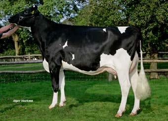 6% 376P Eén van de hoogste NVI & RZG koeien Wereldwijd / One of the highest NVI & RZG cow in the breed Halfzus van Bouw Rocky bij CRV!