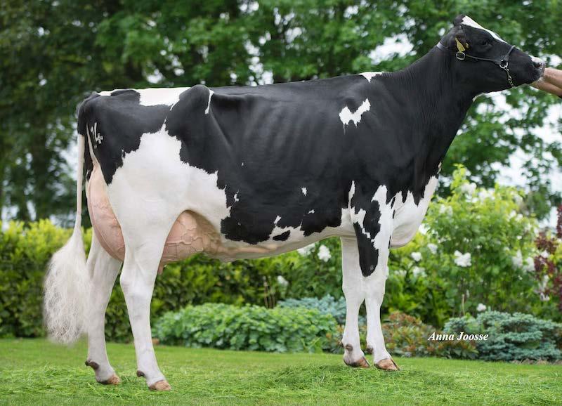 15. CAPS DG MAIRY 78 Reg.no. NL 843180912 D.O.B. 03.02.2017 HH. - Caps Farm & DG - Tel. +31 (0)6 40630587 / +31 (0)38 4606922 - Email. caps@agroweb.nl Huge fat heifer: 0.