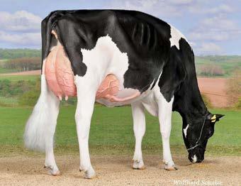 / Full sister to Galys Vray EX-94-CH: Grand Champion European Holstein Show Colmar, France 16, 2x GRAND & Supreme Champion Swiss Expo, Lausanne & more!