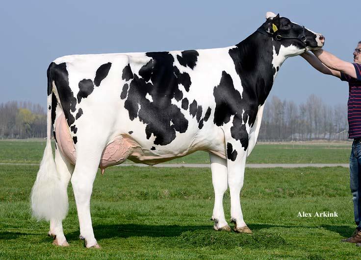 09. 41. CORRINGHAM COL RUTH KB SS CRIMSON NC Reg.no. UK DE 0539782021 140660102286 D.O.B. 24.04.2015 08.01.2017 HH. - Primeval Colonia Cows Genetics - Tel.