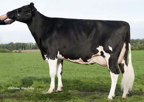 successful Wilder KANU cow family De-Su PENLEY 11839-ET Wilder Koenigin Red VG-86-DE La2. Conf. VG-86-DE LA2. La 131d 5.786kgM 3.8%F 3.7%P Last test: 42,6kgM 3.94%F 3.