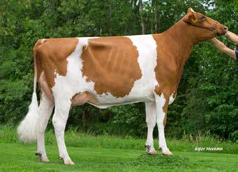 Vekis NH Lady *P *RC Zij wordt verkocht / She sells M: Vekis NH DG Lisha-Red *PP Seagull-Bay CHARISMATIC-ET (Catalyst x Mogul x Robust) Vekis NH DG Lisha-Red *PP Died before calving Voormalig #1 Rood