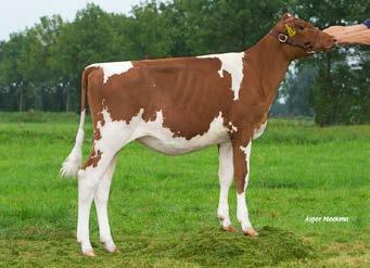 000 via de Online Elite Bull Sale / First choice son sold for 54.000 through the Online Elite Bull Sale Wilder KANU-P Red NH Indian Summer Red *PO VG-86-NL 2yr. Conf.