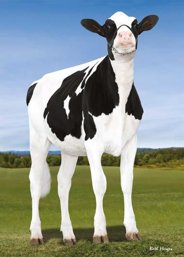 52. 4 EMBRYO'S Drakkar Holsteins, A. v.d. Vlis, Diamond Genetics - Tel. +31 (0)38 4606922 - Email. info@diamond-genetics.