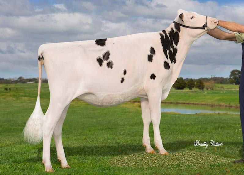 63. 3 EMBRYO'S Batouwe Holsteins & R. Schouten - Tel. +31 (0)6 57627524 - Email. batouweholsteins@xs4all.