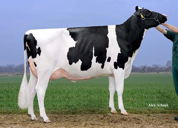 72. DROUNER DH AIKO 1450-ET *RC Reg.no. NL 940038129 D.O.B. 10.12.2016 HH. HHR Drouner & Duindam Holsteins - Tel. +31(0)599620781 - Email. mts.albring@comveeweb.nl RED CARRIER CHARLEY DAUGHTER!