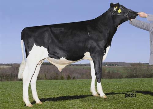 Retraitehoeve Lily 1 Super hoog index potentieel! / Huge index potential! Snowbiz Littleton @ Semex Full brother to 2. M 3. M: Freurehaven FGS Lucy VG-86-CAN 2yr. 5.