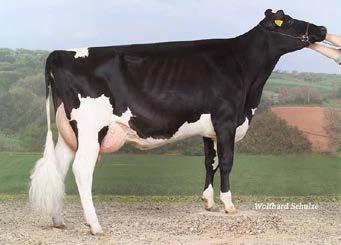 #2 The GTPI #2 GTPI >2 yrs POLLED old in Heifer Europe in Europe! (5/17) 04/17 06/17 04/17 05/17 (DGV) +1483 +1903 +0.08 +0.04 +0.03 +0.05 79 80 52 72 2.52 3.09-0.6 +0.8 6.2 4.7 7.8 6.5 1.81 1.73 2.