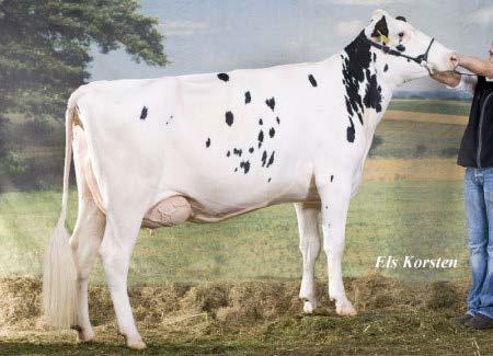Iota & Sandy / Adds different blood with Iota and Sandy Moeder van Elena 2 (GTPI +2765) / Dam to Elena 2 (GTPI +2765) Ste Odile PURE Diepenhoek Rozelle 56 VG-86-NL 2yr. Conf. VG-86-NL 2yr. 2.02 305d 12.