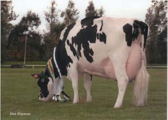 Champion Swiss Expo 13 & owned by Ponderosa Holsteins, Spain Zus van: / Sister to : Beechrow Twains Atwood Champion Irish National 15, Res.