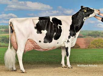 nl & Diamond Genetics (NL) Top 15 GTPI Kingboy in the breed! #2 GTPI >2 yrs old in Europe (5/17) Combi. VROUWELIJKE Milk %F/ FEMALE %PMAS x Fat Wilcor Goldwyn Pro O Kadabra SCS DPR VG-88-NL PL2yr.