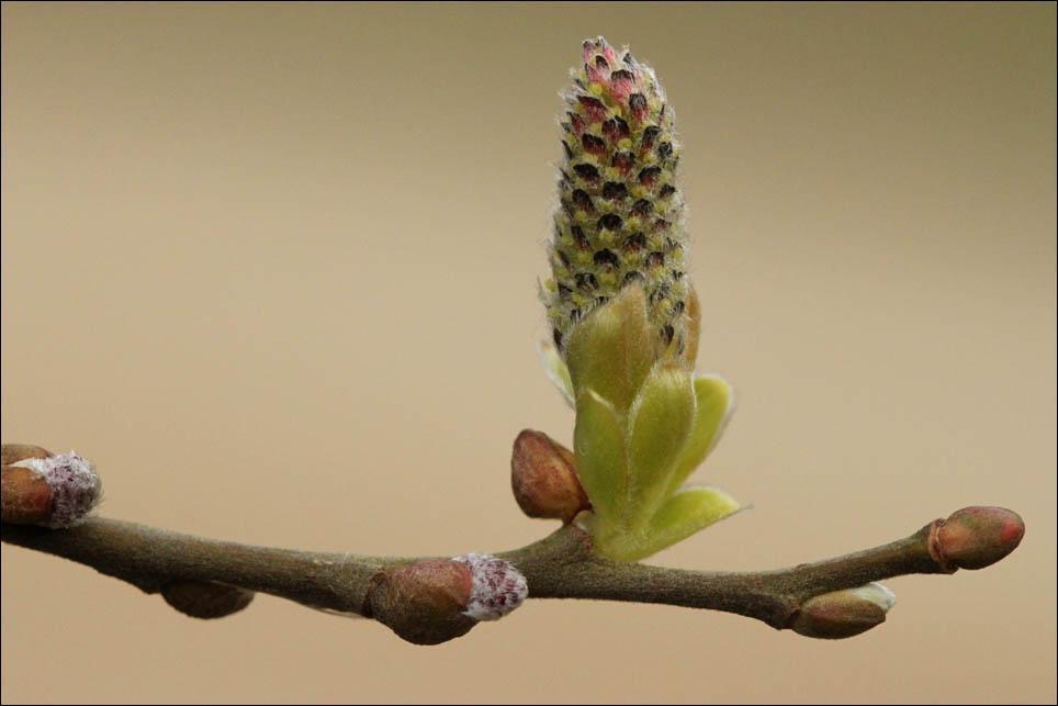 Deze week een foto van een vroegbloeier: de wilg.