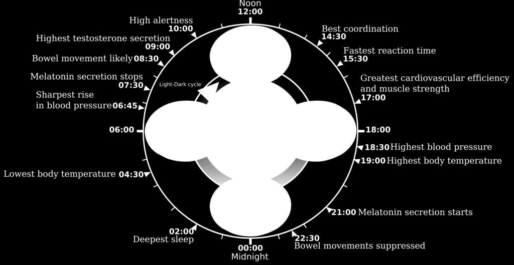 Hormoon- cyclus Overdag: CorCsol Testosteron Serotonine