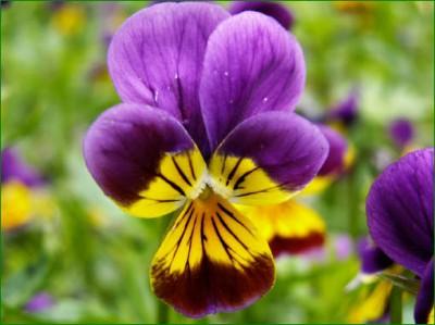 Voorjaarsproject 2017 bloemen en hun bezoekers voor groep 1 t/m 8 van de basisschool Achtergrondinformatie voor de leerkracht en de hulpouders: Als we met kinderen naar buiten gaan om te kijken naar