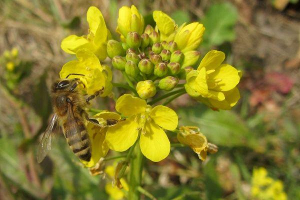 Foto 3: fluitekruid Foto 3: Fluitekruid Bij buisbloemen zit de nectar dieper verborgen in de bloem. Alleen insecten met een verlengde tong kunnen hier komen eten.