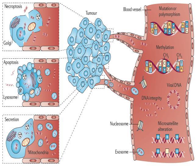 Plasma: * DNA and circulating tumor DNA (ctdna) * RNA and circulating tumor RNA (ctrna) *