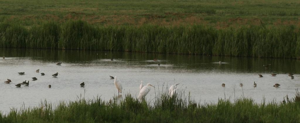 Tabel 7. Extra Soorten op de Friese Waddeneilanden en -platen tijdens de integrale wadvogeltelling in april 2015. BLAUWE KIEKENDIEF SLECHTVALK Kroon's polders Menno v. Straaten & Guus v.