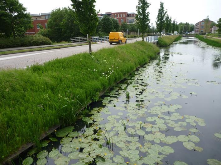 s-gravenzandse Bosjes, s-gravenzande Het zijn bosjes doorsneden met