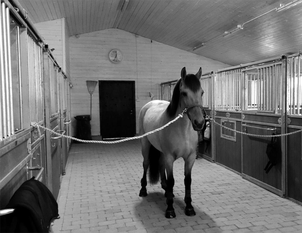 De Ponyhof De eigenares van manege de Ponyhof verdient haar geld met het verhuren van paardenboxen en het geven van paardrijlessen.