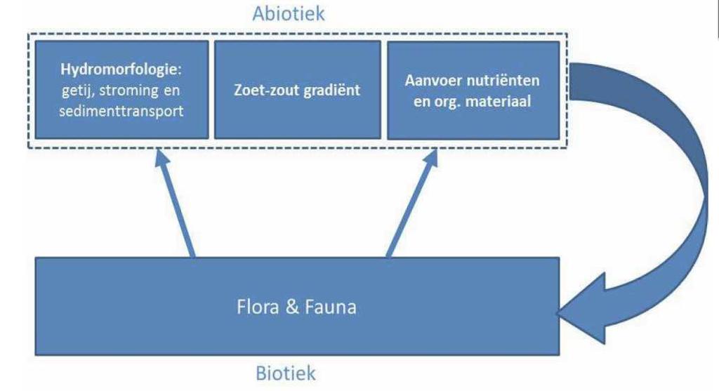 Figuur 33: Een vereenvoudigde schematisatie van de relatie tussen abiotiek en biotiek in een estuarium.